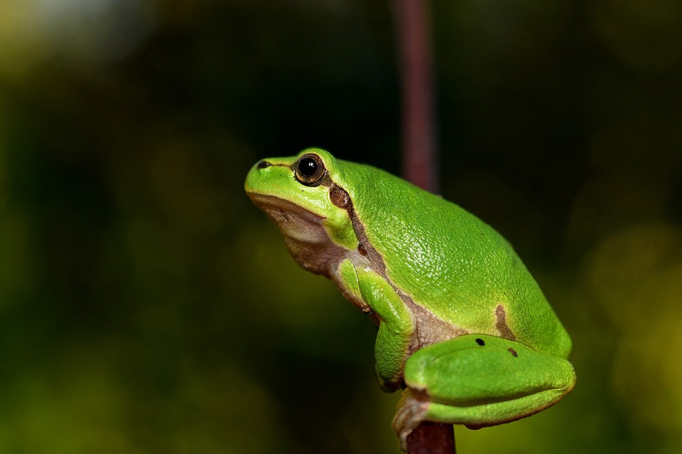 La Eterna Juventud De Las Ranas Ambientum Portal Lider Medioambiente