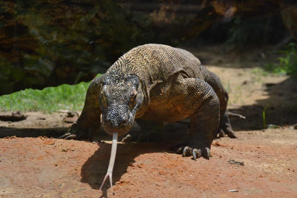 Revelan pistas sobre el dragón de Komodo Ambientum