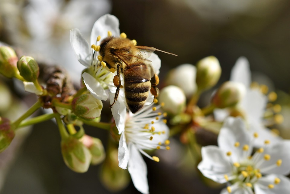 Exigen Medidas Para Frenar El Declive De Los Insectos Ambientum