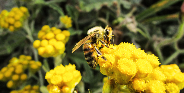 Los pesticidas y la desnutrición matan a las abejas