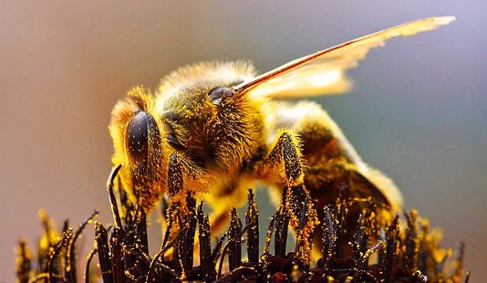 La erosión de la biodiversidad