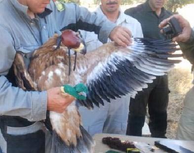 C. La Mancha rehabilitará los nidos de águila imperial ibérica - Ambientum  Portal Lider Medioambiente