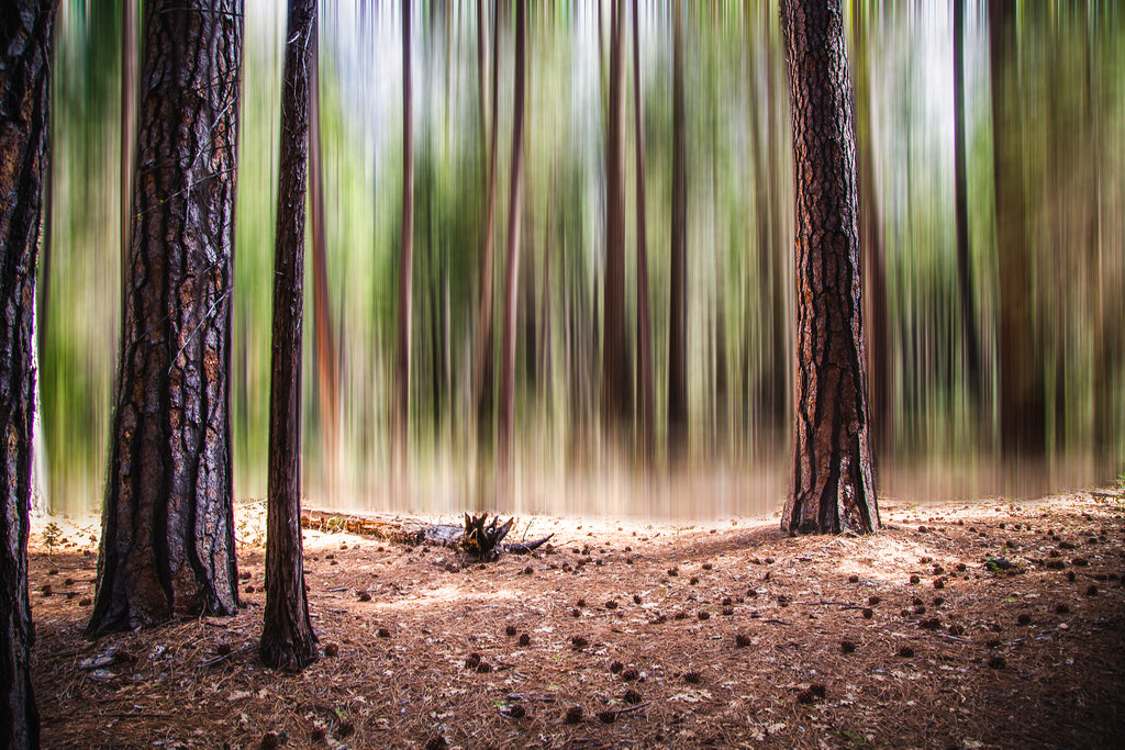 El síndrome del bosque vacío - Ambientum Portal Lider Medioambiente