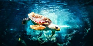 Nueva perspectiva para las tortugas marinas