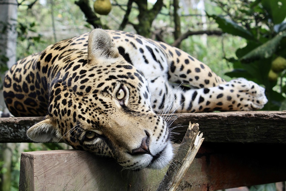 Jaguar