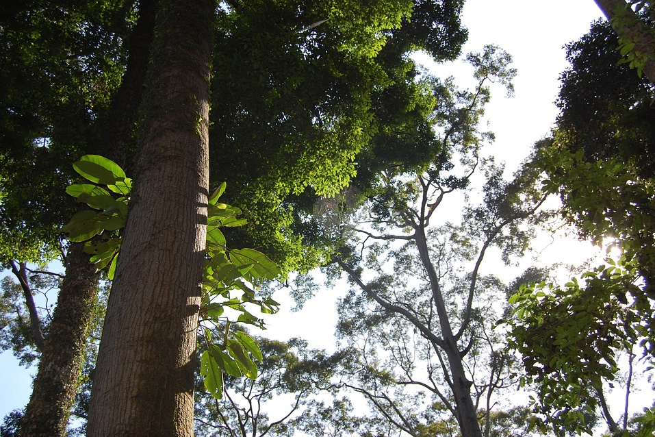 Un árbol de las selvas de Borneo mide más de cien metros - Ambientum