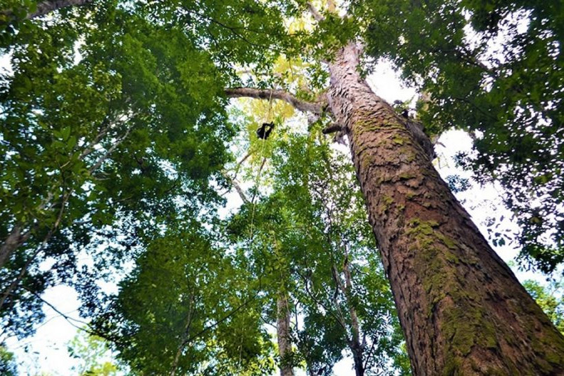 Cuál es el árbol más alto de la Amazonia? - Ambientum