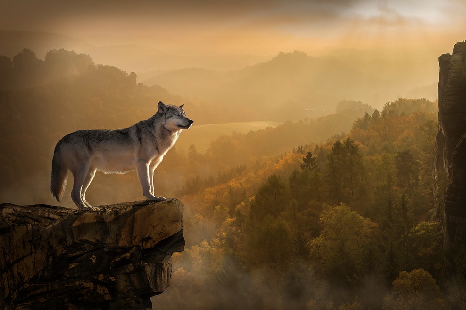 El lobo pulveriza el récord de larga distancia - Ambientum