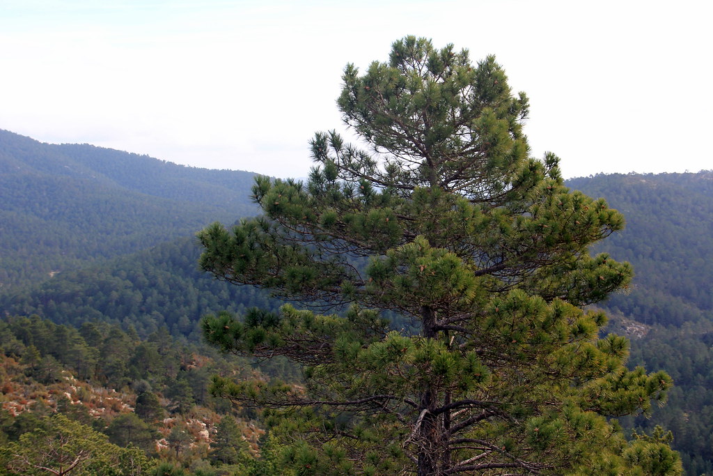 Cuál será el futuro de los bosques de pino laricio? - Ambientum