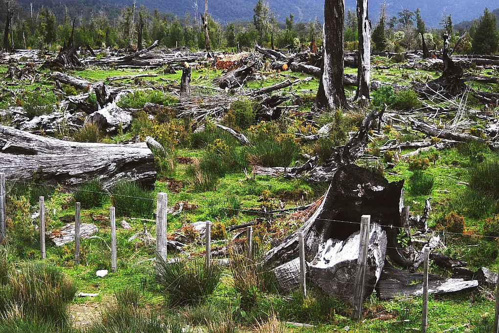 La Recuperación De Un Bosque Degradado Puede Durar Siglos Ambientum 2914