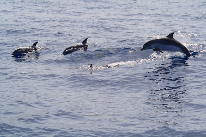 Los Delfines Aprenden Habilidades De Sus Companeros Ambientum