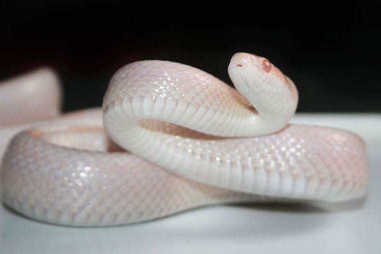 Animales Serpiente Blanca