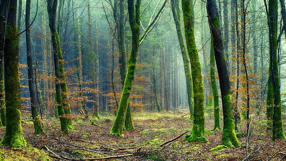 Diferentes Maneras De Mirar Un Bosque Ambientum