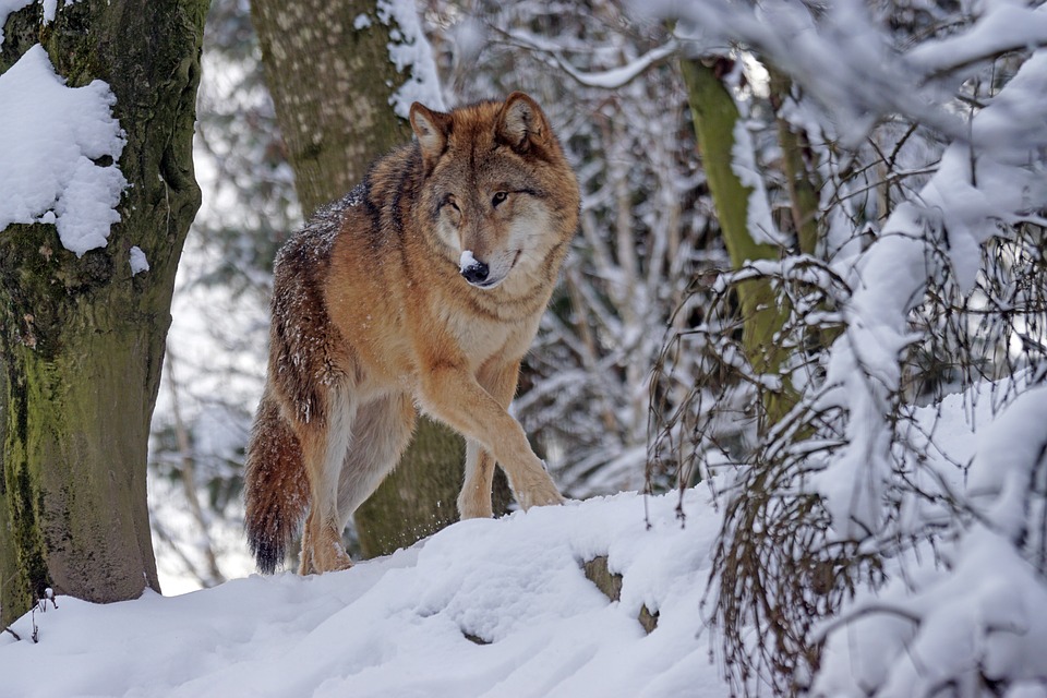 Qué pasó con los lobos terribles? - Ambientum Portal