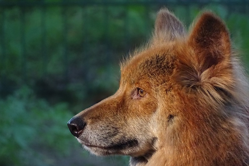 a que familia pertenece el dingo