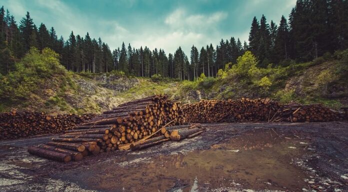 Impacto de la deforestación en las reservas naturales y el clima global