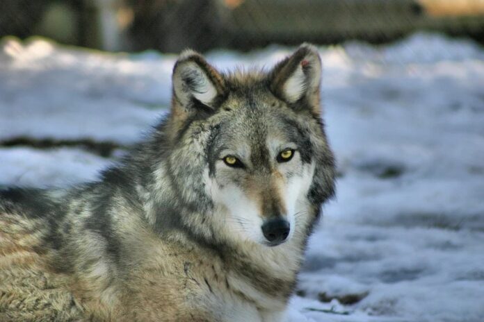 El lobo gris, un superviviente de la última Edad de Hielo - Ambientum