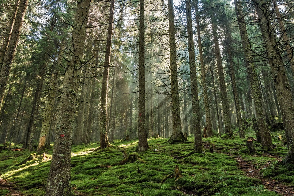 Cómo hacer un inventario forestal con alta precisión? - Ambientum