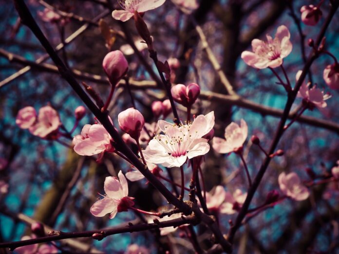 Almendros en flor, la alerta del cambio climático - Ambientum