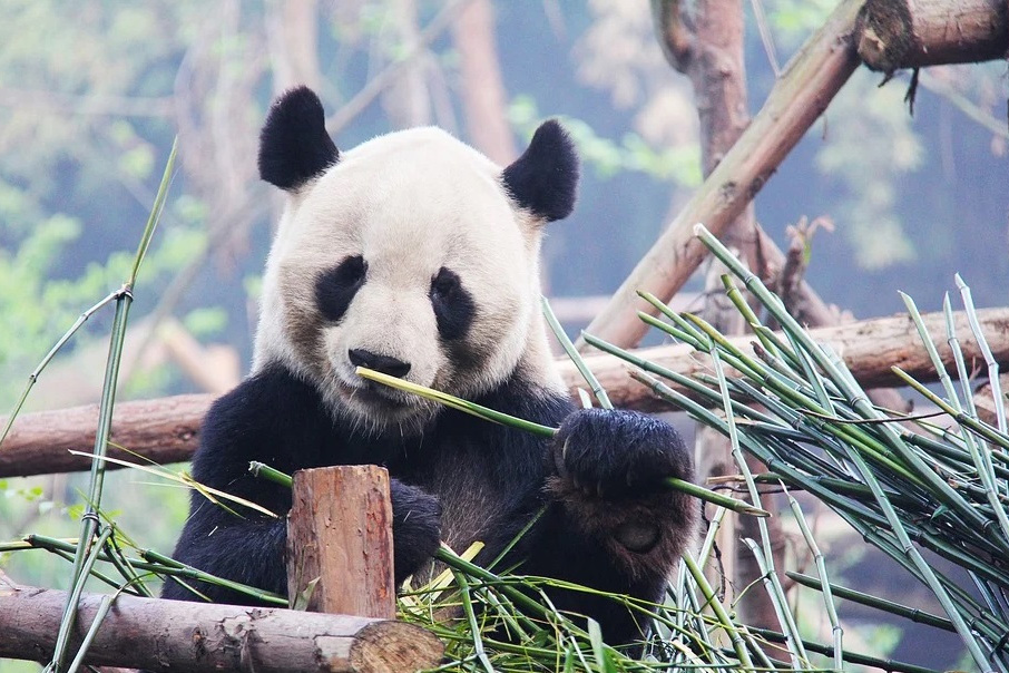 15 curiosidades del oso panda - Uno de los animales más sorprendentes