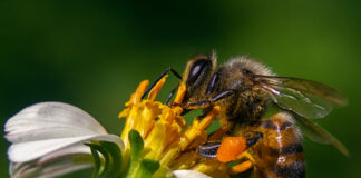 La floración temprana de las plantas afecta la polinización