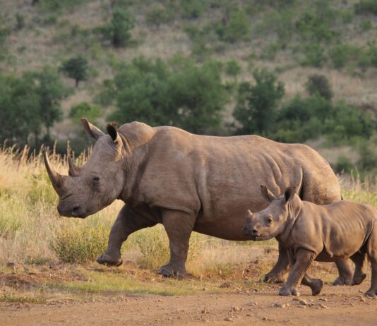 Animales en Extinción: Impacto en los Ecosistemas y en la Humanidad