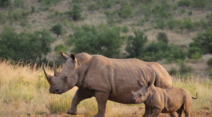 Animales en Extinción: Impacto en los Ecosistemas y en la Humanidad