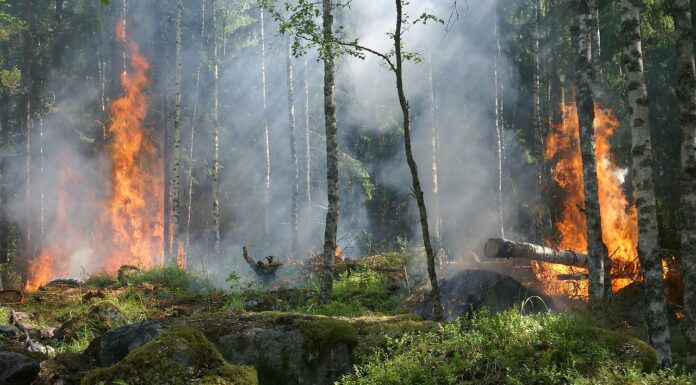 Los incendios forestales en Guatemala no paran: 721 incendios este año