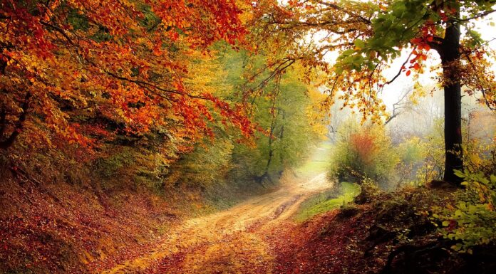 Turismo de Naturaleza: Consejos para una Aventura Ecológica y Sostenible