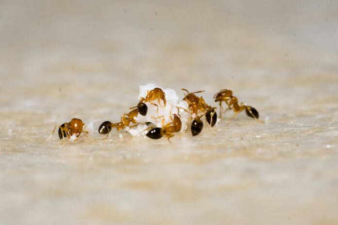 Hormigas. Plagas animales