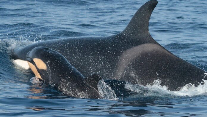 Orcas en el Atlántico