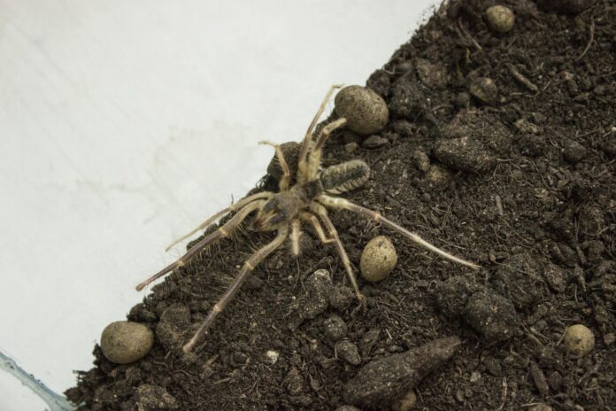 Araña camello