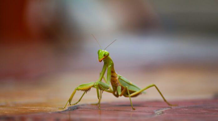 La Mantis Religiosa