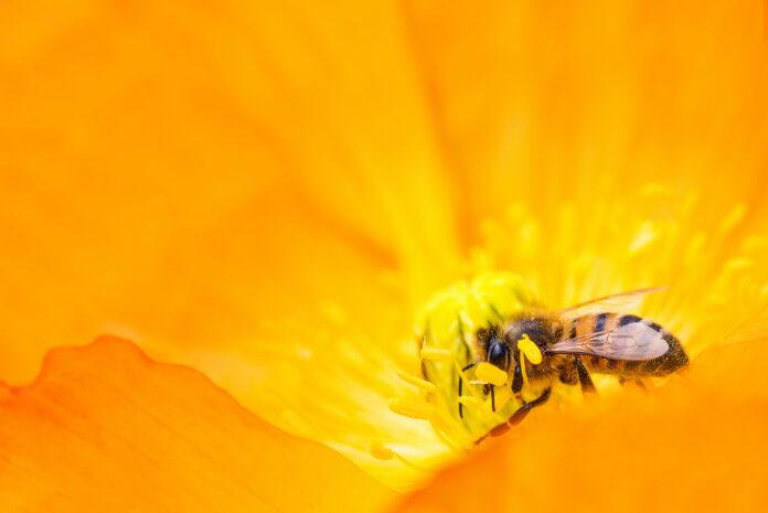 Las abejas, vitales para los humanos