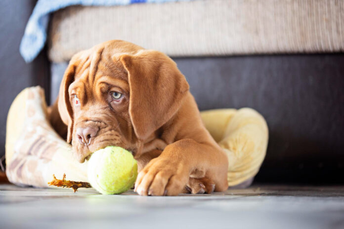 Productos ecológicos para cuidar a tu mascota