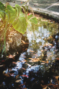 Aguas estancadas