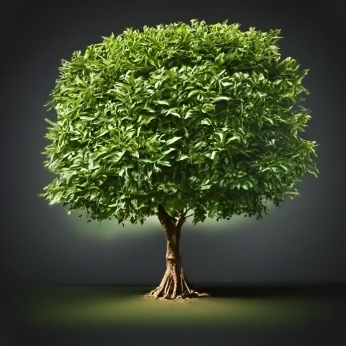 El laurel de Bécquer. Árbol de laurel