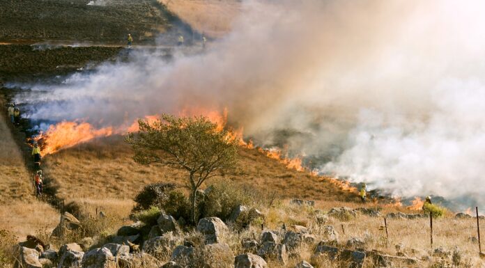 Cortafuegos para prevenir incendios forestales