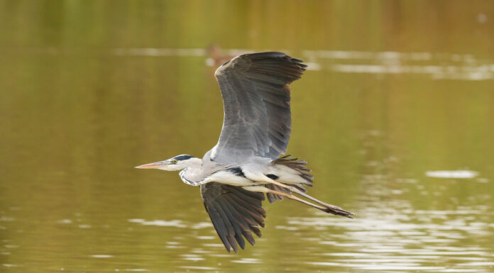 Garza real, Parque Nacional Doñana. AVEDoñana