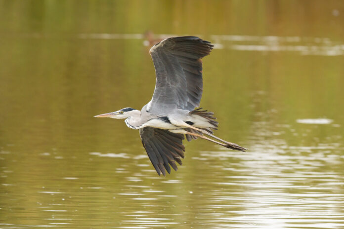 Garza real, Parque Nacional Doñana. AVEDoñana