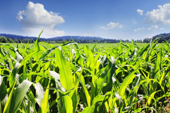 Sensores inteligentes para un cultivo más eficiente