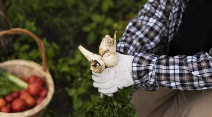 Agricultura ecológica