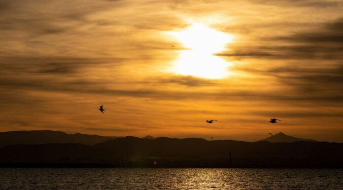 La Albufera de Valencia, un paso más cerca de ser Reserva de la Biosfera por la UNESCO