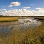 Humedales construidos, solución natural para combatir la contaminación por antibióticos