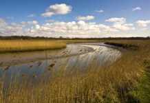 Humedales construidos, solución natural para combatir la contaminación por antibióticos