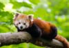 La IA revoluciona la protección de especies en peligro, como el Panda Rojo