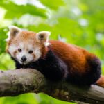 La IA revoluciona la protección de especies en peligro, como el Panda Rojo