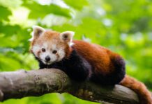 La IA revoluciona la protección de especies en peligro, como el Panda Rojo