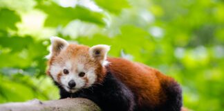 La IA revoluciona la protección de especies en peligro, como el Panda Rojo