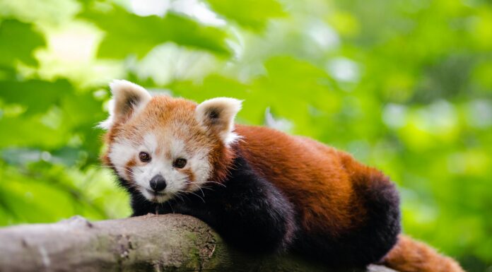 La IA revoluciona la protección de especies en peligro, como el Panda Rojo